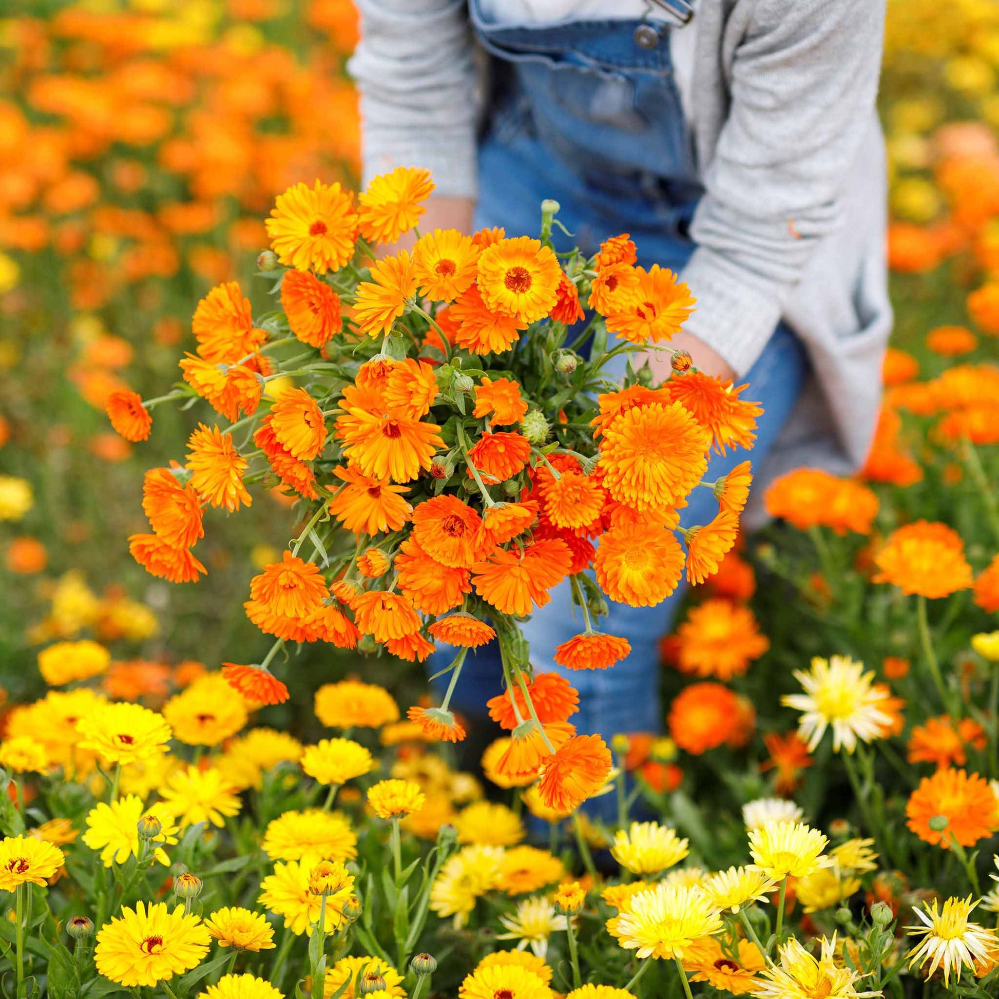 Calendula Seeds - Balls Improved Orange - 1 Pound, Flower Seeds, Eden Brothers