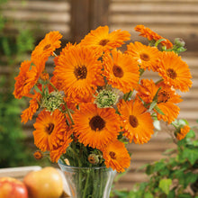 Orange and yellow 'Geisha Girl' calendula flowers, with frilly petals, blooming against a dark background.