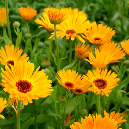 Nova Calendula