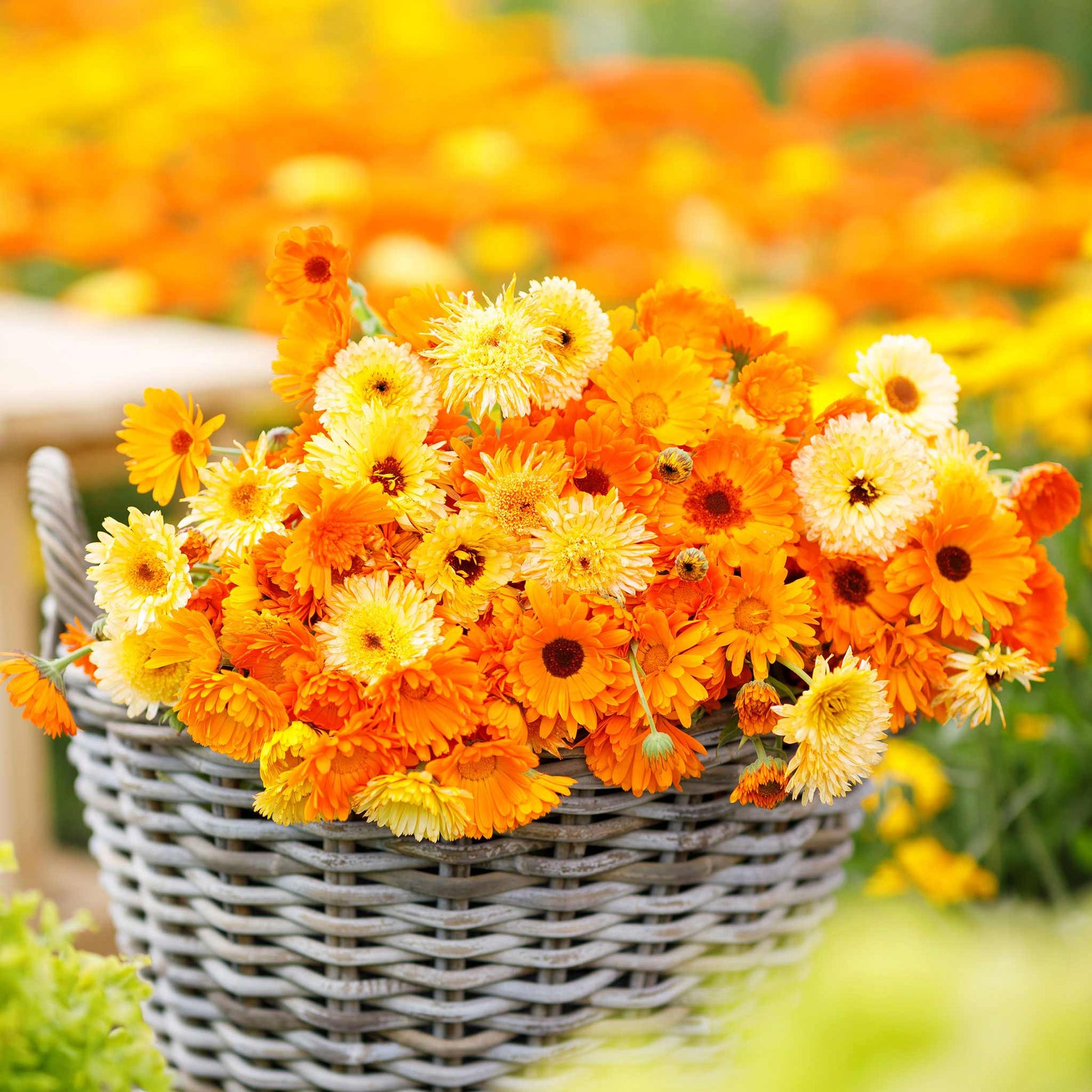 Dried Edible Flowers - Calendula Flowers, Orange