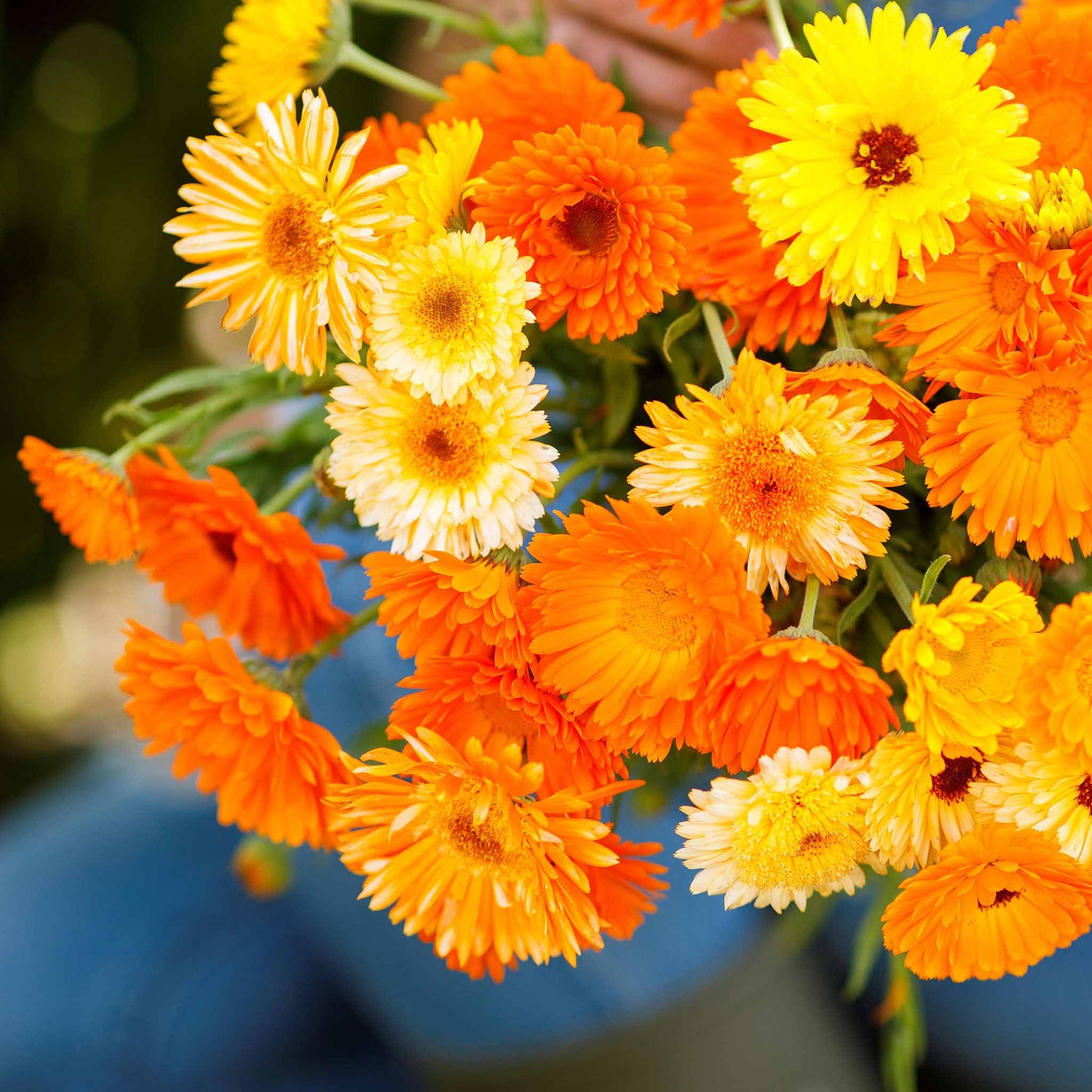 Touch of Red Mix Calendula – Pinetree Garden Seeds