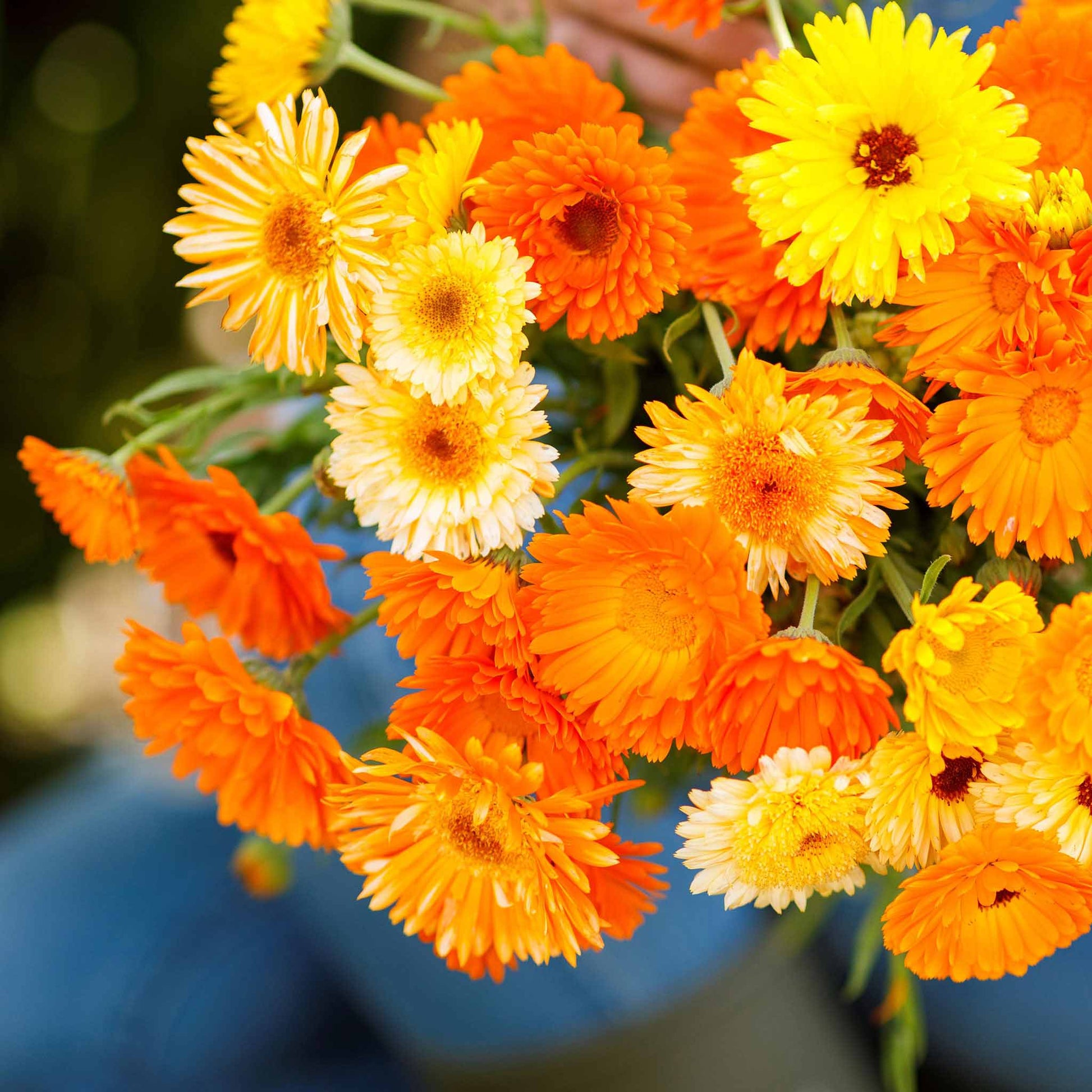 Calendula — Sierra Flower Farm