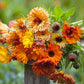 Sunset Mix Calendula