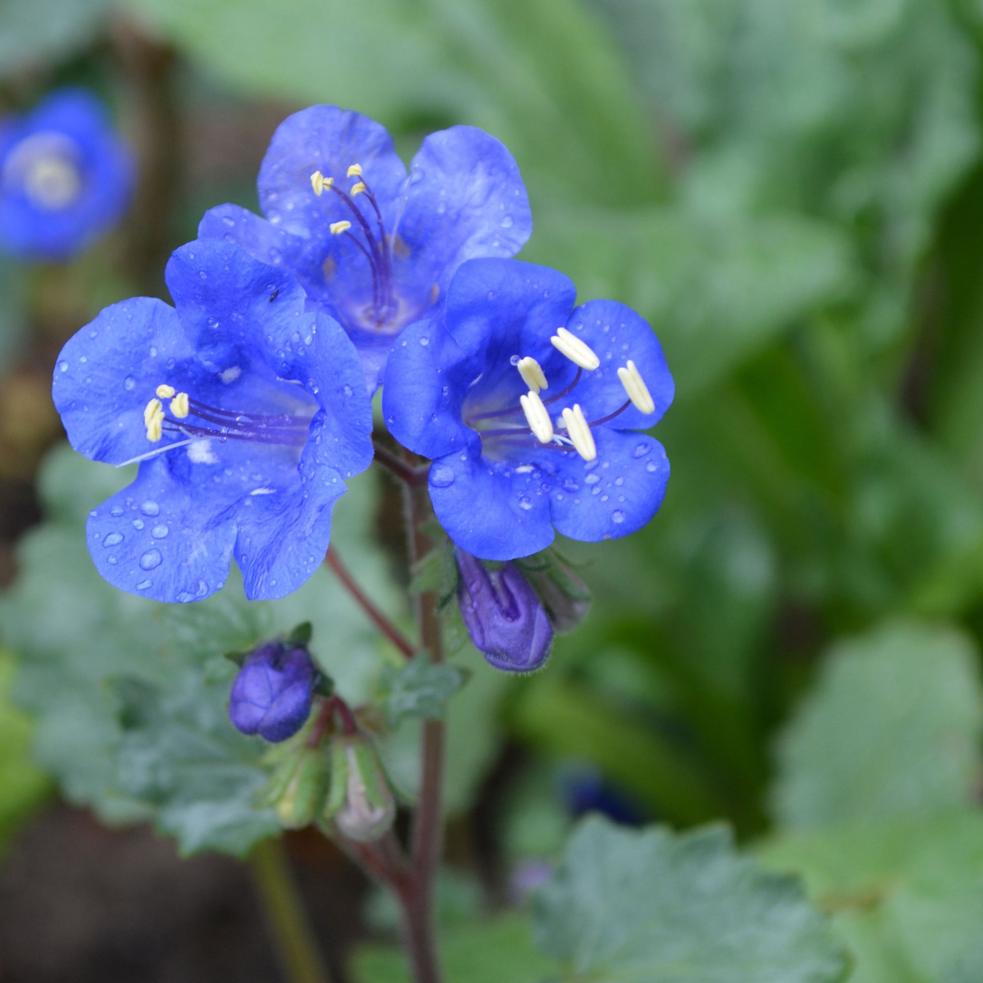 California Bluebell Seeds, Flower Seeds in Packets & Bulk