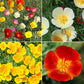 California Poppy Flower Seed