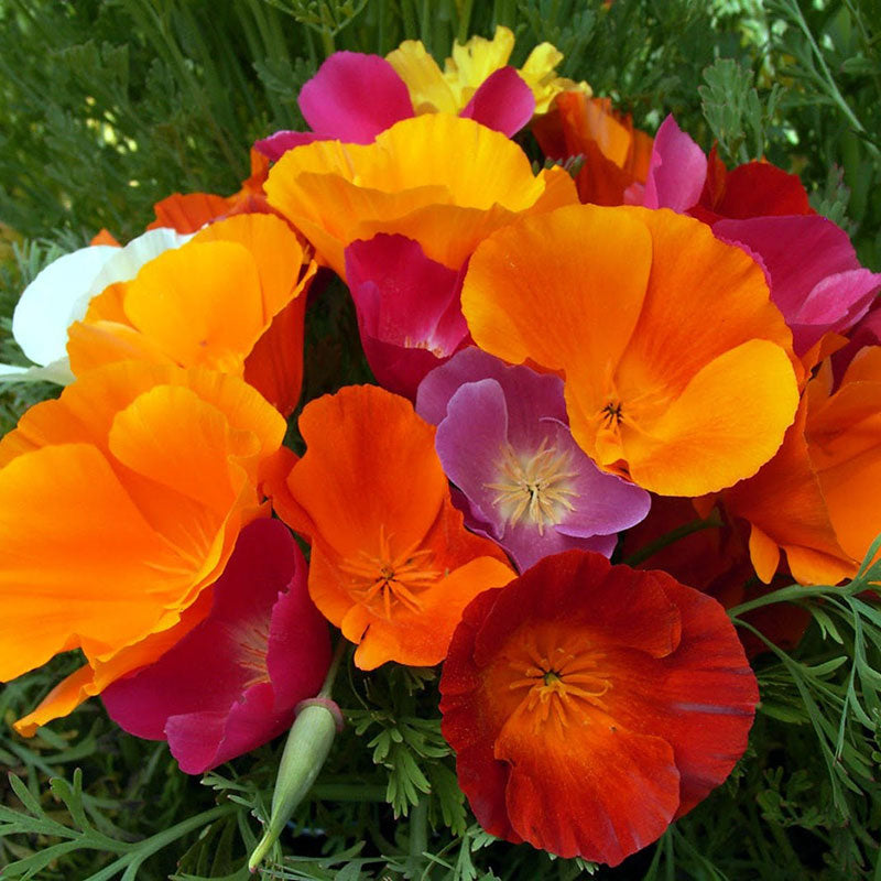 California Poppy Flower Seed