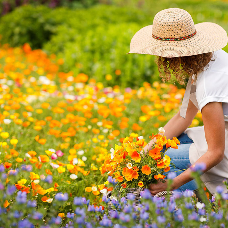 California Poppy Flower Seed