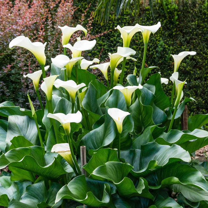 Calla Spring Rose Calla Lily White Mini Calla Lilies