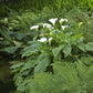 calla lily aethiopica