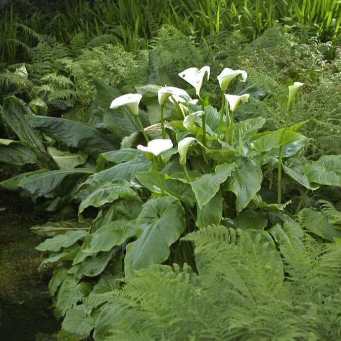 calla lily aethiopica