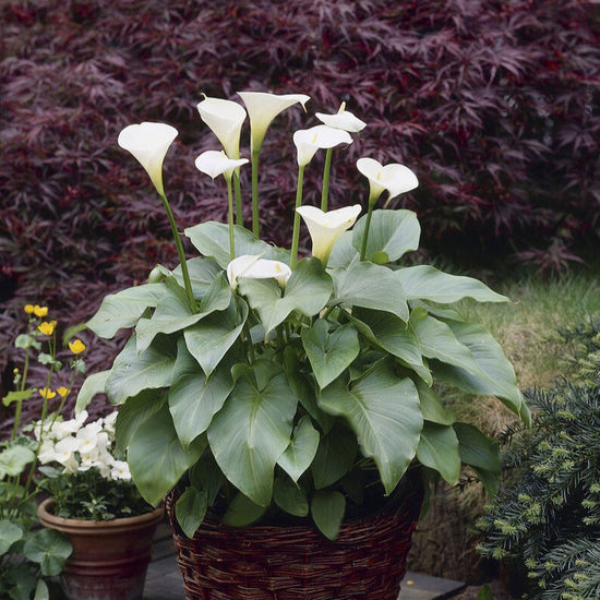 Calla Lily Bulbs Aethiopica Spring Flower Bulbs Eden Brothers
