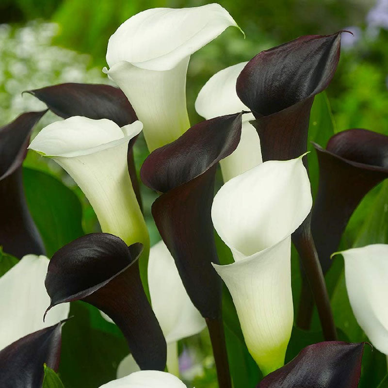 calla lily black white mix