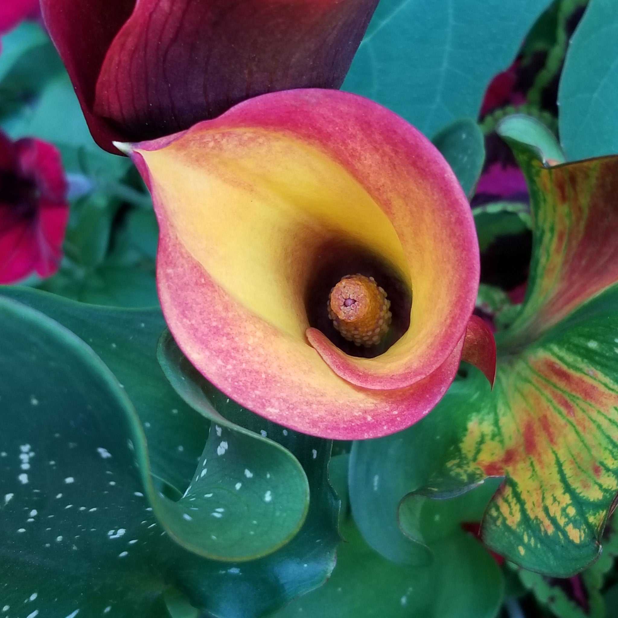 Calla Lily Bulbs Flame Spring Flower Bulbs Eden Brothers