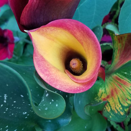 An overhead view of a Flame Calla Lily against a green background.
