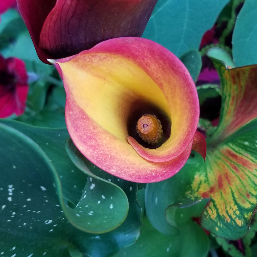 Calla Lily Bulbs Flame Spring Flower Bulbs Eden Brothers