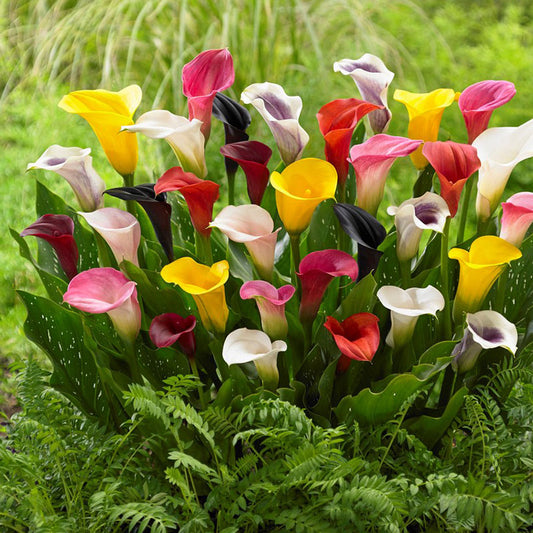 Calla Arieties Calla Lily Bulbs | Shop 8 Varieties | Eden Brothers