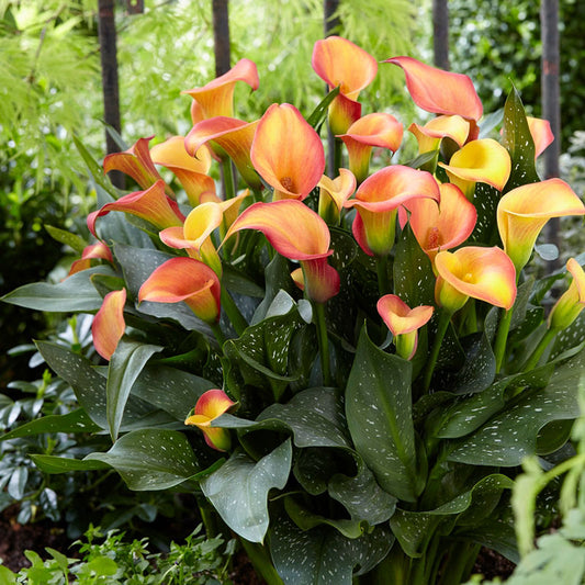 calla lily morning sun