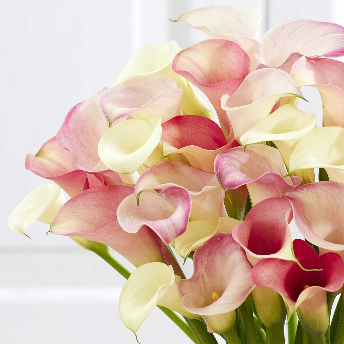 Calla Spring Rose Calla Lily Bulbs - Romantic Mix | Spring Flower Bulbs | Eden Brothers