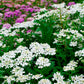 Empress candytuft