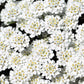 Empress candytuft