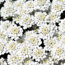 Close-up of numerous white candytuft blossoms with green foliage in soft focus in the background.