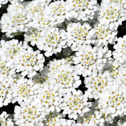 Close-up of numerous white candytuft blossoms with green foliage in soft focus in the background.