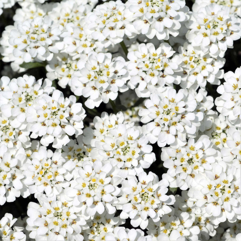 Candytuft Seeds Empress Flower Seeds in Packets & Bulk Eden Brothers