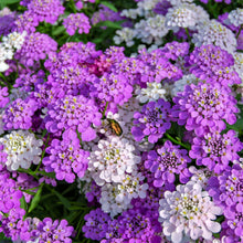 Vibrant pink, purple, and white mixed colors candytuft blooming in a sunny garden
