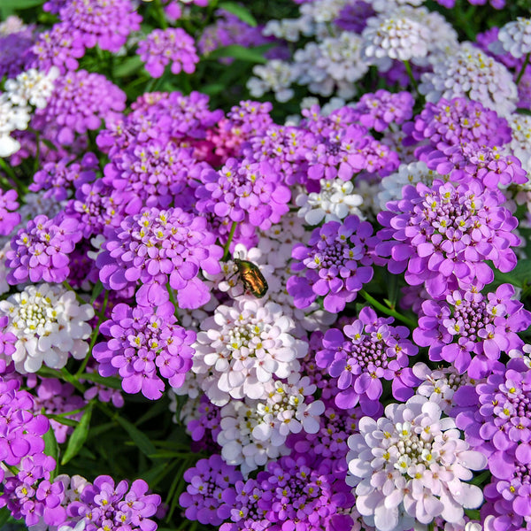 【The Barnnet】Candy Tuft Flower Case 200 Ground Cover Seeds, White Candytuft Flower Seeds, Easy