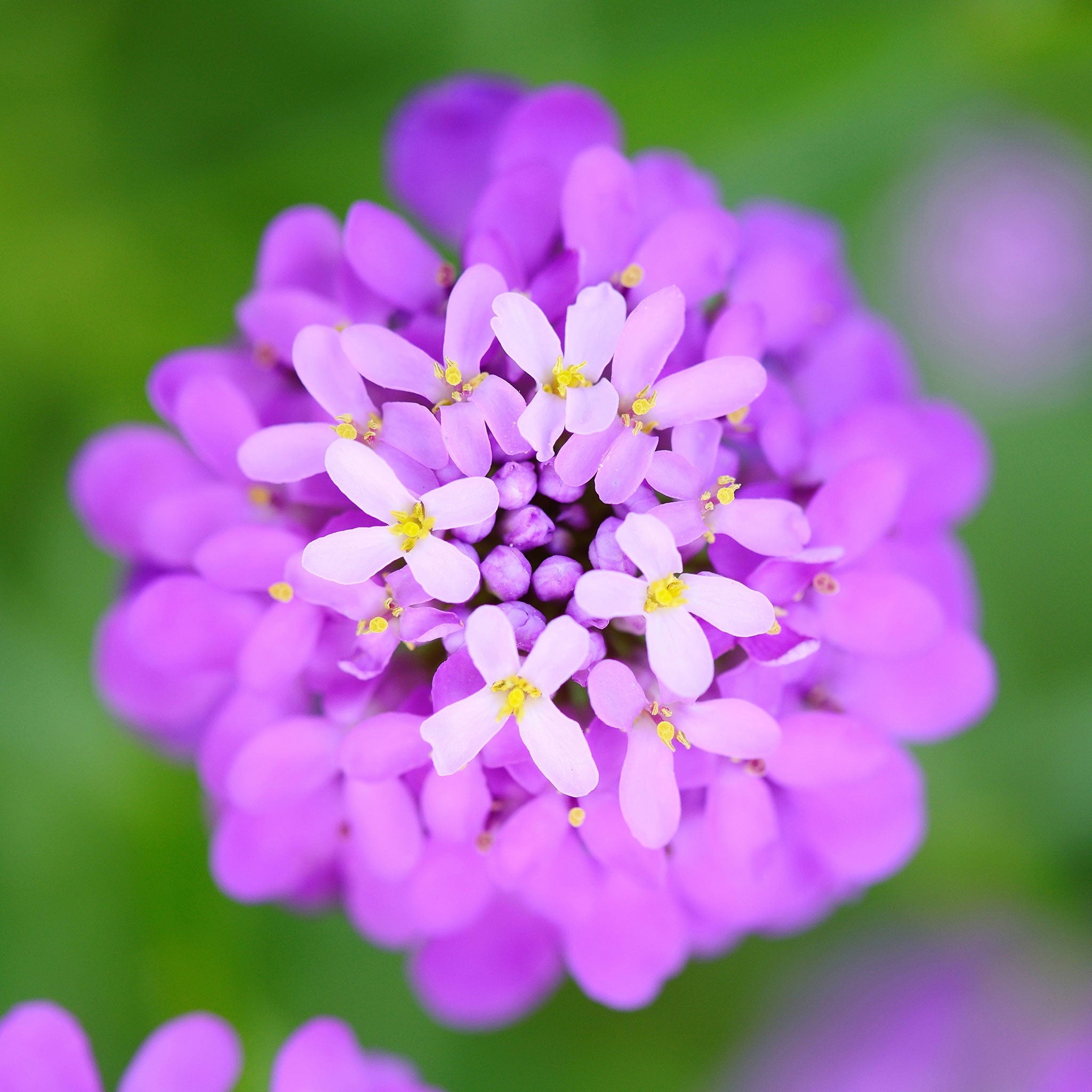 Serene Candytuft Seeds Photo in 4K Serene Candytuft Seeds Photo in 4K