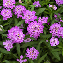 Vibrant pink Rose Cardinal candytuft with a soft, out-of-focus green leaf background