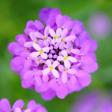 Deep pink Rose Cardinal candytuft petals contrasted against a blurry garden setting.