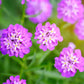 Rose Cardinal candytuft