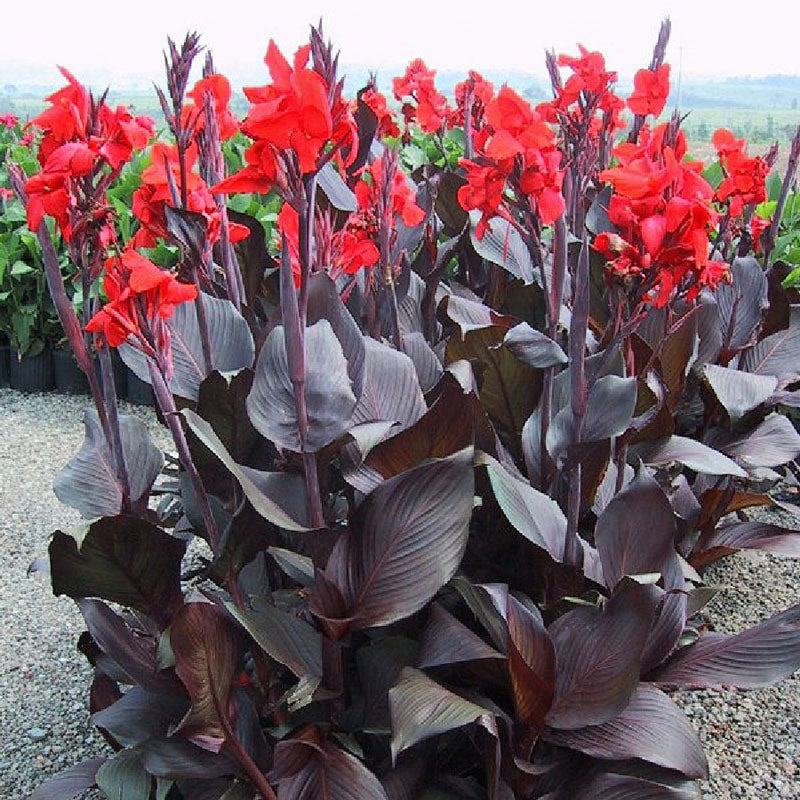 canna lily australia