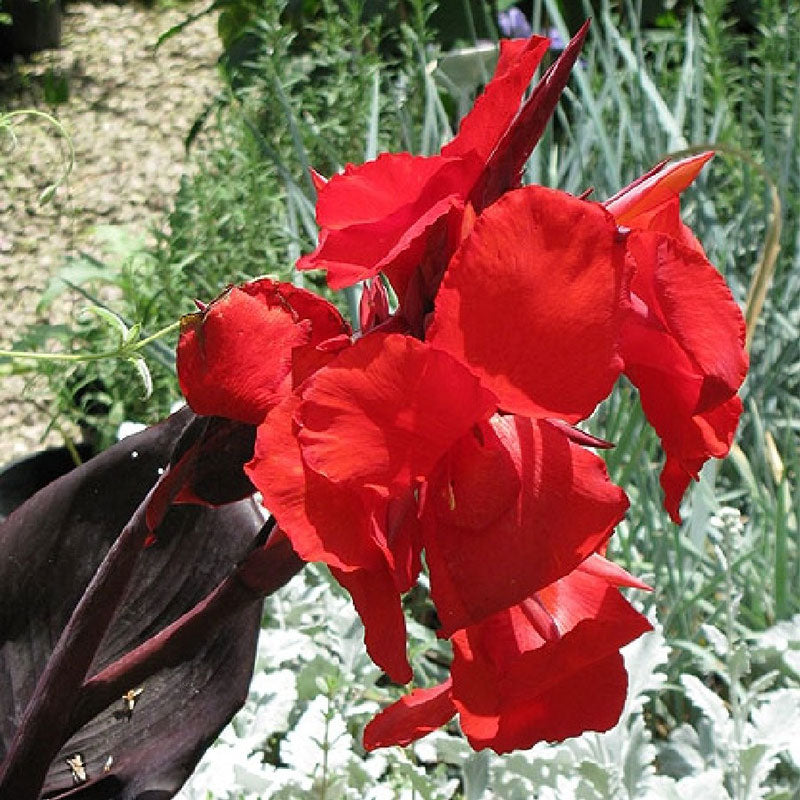canna lily australia