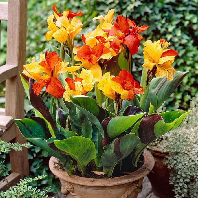 canna lily cleopatra