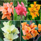 canna lily pastel mix