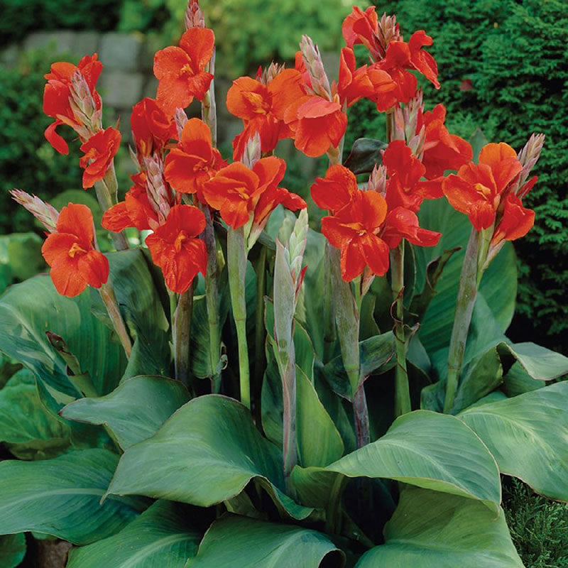 canna lily the president