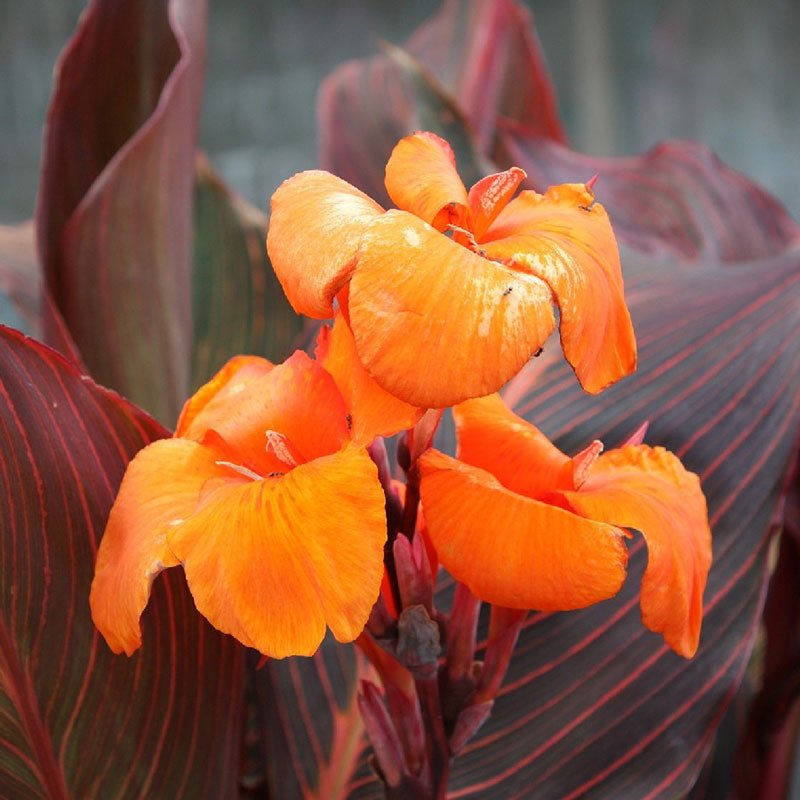 canna lily wyoming