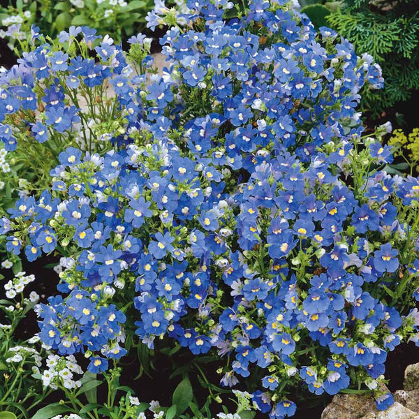 Cape Jewels Seeds Blue Gem Flower Seeds in Packets & Bulk Eden