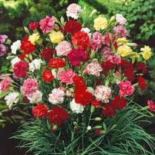 Red and white Grenadin Double Mix Carnations with green stems against a green background.