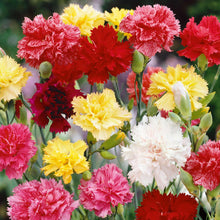 Red, yellow and white Grenadin Double Mix Carnations clustered against a soft background.