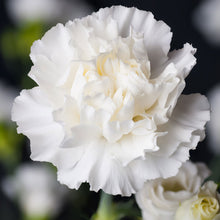 White Jeanne Dionis Carnation with ruffled petals against a blurred background.