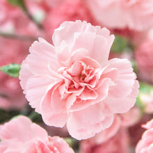 Pale pink La France Carnation with ruffled petals against a blurred pink floral background.