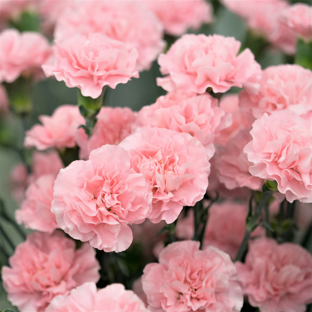 Carnation Seeds La France Flower Seeds in Packets & Bulk Eden Brothers