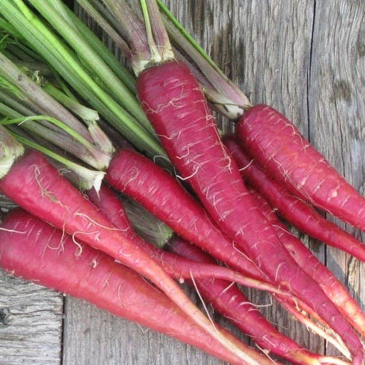 Atomic Red Carrot