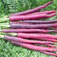 Cosmic Purple Carrot