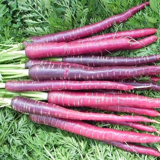 Cosmic Purple Carrot