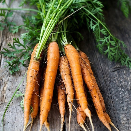 Organic Danvers 126 Carrot