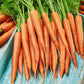 Organic Little Finger Carrot